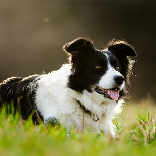 Border Collie