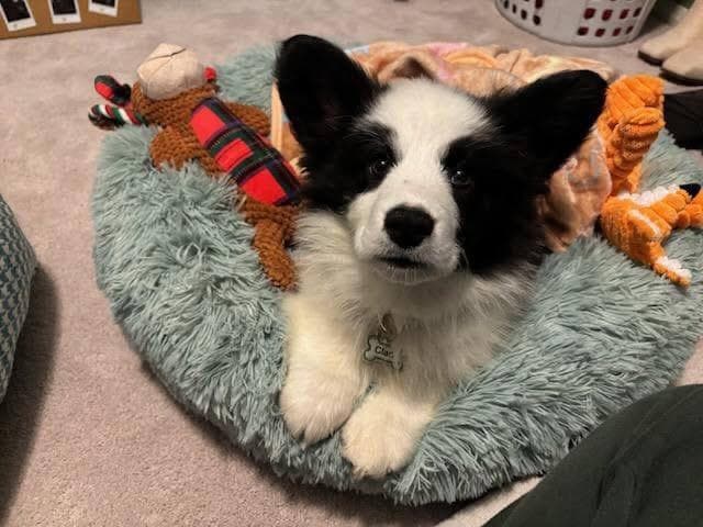 Cardigan Welsh Corgi