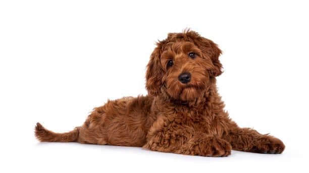 Labradoodle