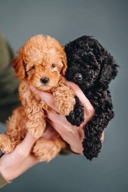 Jasper & Lizzy - Poodle